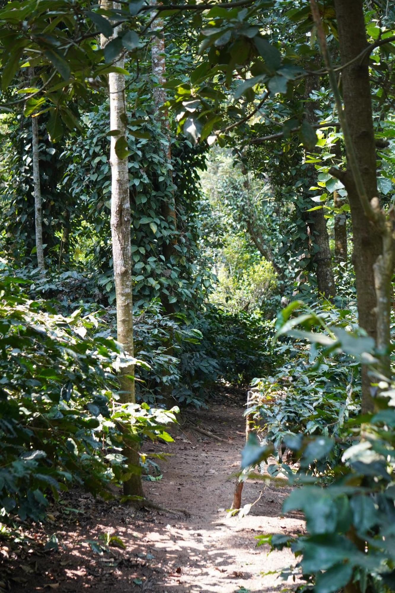 Jp Homestay Somwarpet Coorg Hangal Ngoại thất bức ảnh